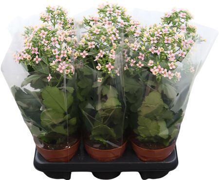 Kalanchoe Femini Pink Potcover
