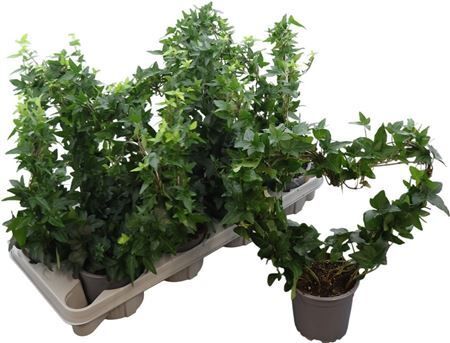 Hed He Ov Groen Hartvorm