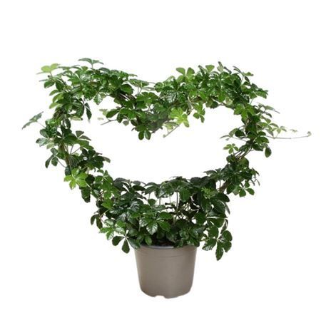 Cissus Striata Hartvorm