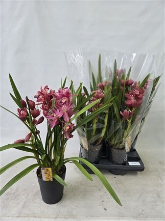 Cymbidium Dark Pink 4 Tak