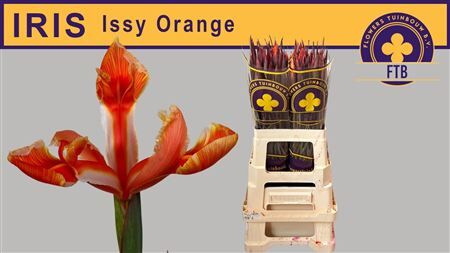 Iris Issy Orange
