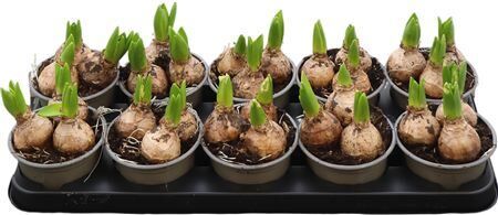 Hya A White Pearl 3pp