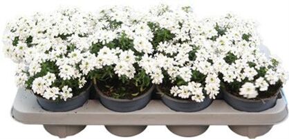 Iberis Sempervirens