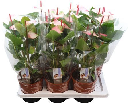 Anthu An Pr Amalia Elegance