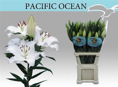 Li Or Pacific Ocean
