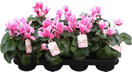 Cycl Per Lovely Moments