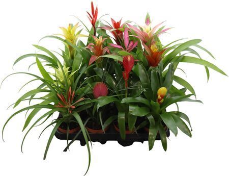 Brom Gemengd Exclusieve