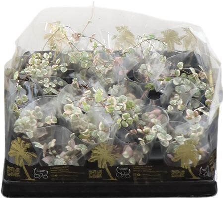 Ceropegia Woodii Variegata