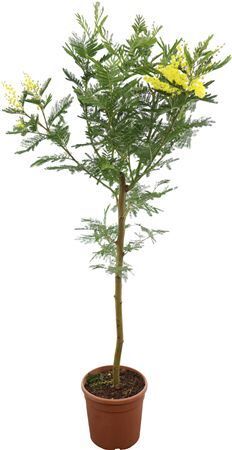 Mimosa (acacia) Dealbata Stam