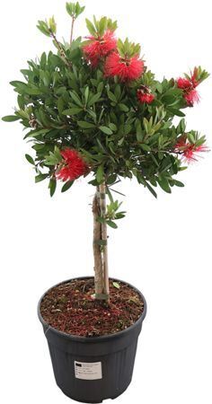 Callistemon Laevis Stam