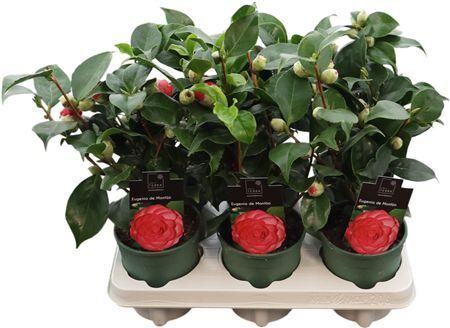 Camellia Jap Gemengd 10+