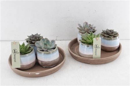 Arr2 Mb Schotel Succulent 3pot