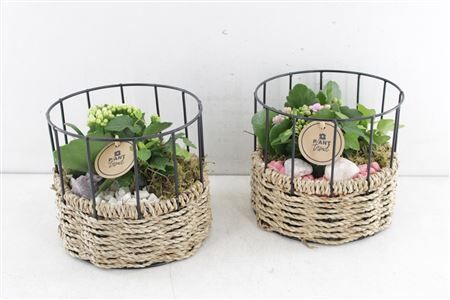 Arr2 Pl Draad Cilinder Ivana - Roze