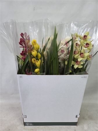 Cymbidium Gemengd 1 Tak
