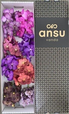 Vanda T Colour Mix