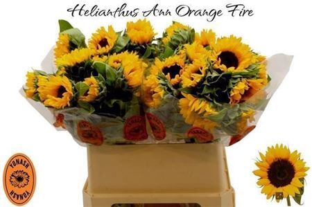 Helianthus Orange Fire