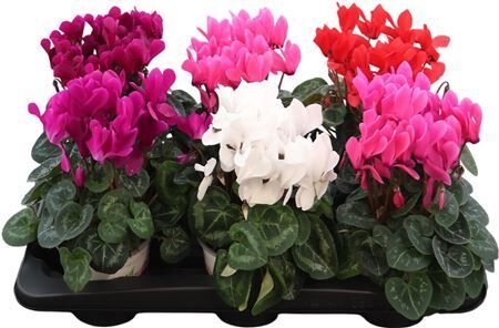 Cycl Per Ss Gemengd Xl