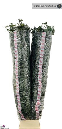 Euca Cinerea Super P Stem 200 Cm