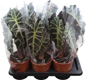 Alocasia Polly