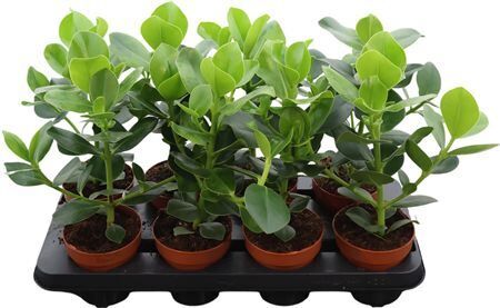 Clusia Rosea Princess