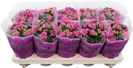 Kalan Gev Paars Shadow Purple