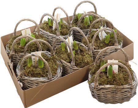 Arr Hyacinth In Mand