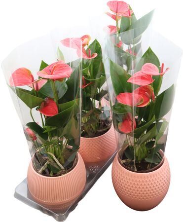 Anthu An Pink Keramiek Bolivia