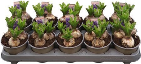 Hya A Heavenly Blue 3pp