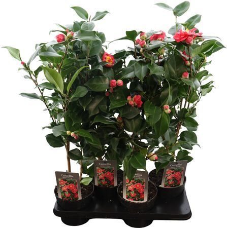 Camellia Jap Dr King 20+
