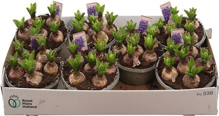 Hya A Heavenly Blue 6pp