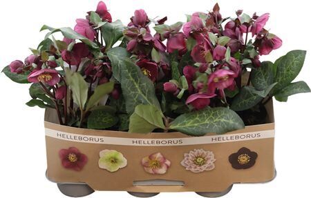 Hell Frostkiss Charmer 20+