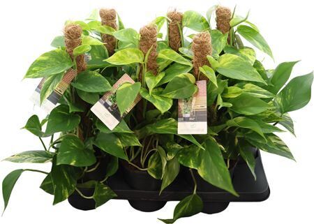 Epipr Pi Aureum Mosstok