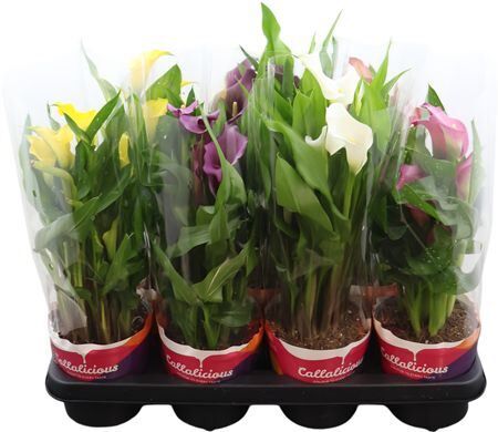 Zant Gemengd 4+ Potcover