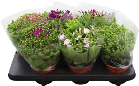 Pericallis Cr Cineraria Venez Gemengd