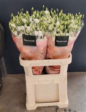 Eus G Rosita White Extreme