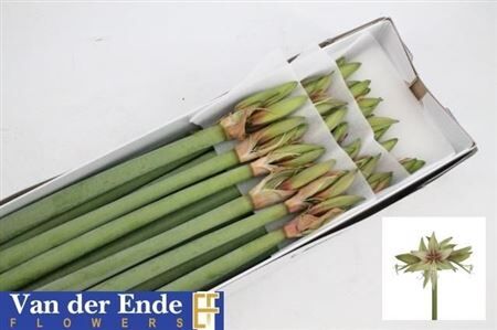 Hipp Di Dance Valley