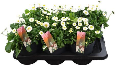Bellis Per Tasso White