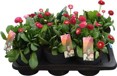 Bellis Per Tasso Red