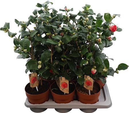 Camellia Jap Lady Campbell 25+