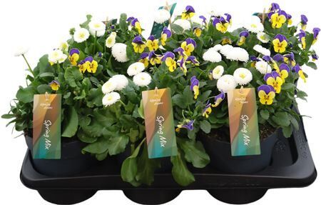 Ov Perkgoed Gemengd Springmix