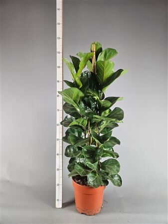 Ficus Lyrata Bambino 3pp