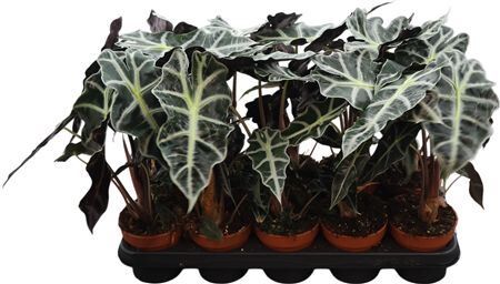 Alocasia Polly