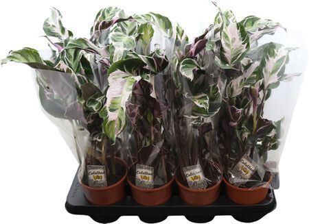 Calathea Fusion White