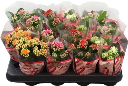 Kalan Mini Gev Gemengd 5 Kl