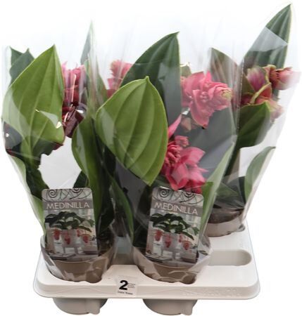 Medinilla Dolce Rossa 2 Knop
