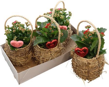 Opm Love Specials Hengselmand