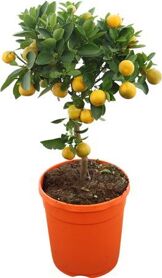 Citrus Calamondin Stam