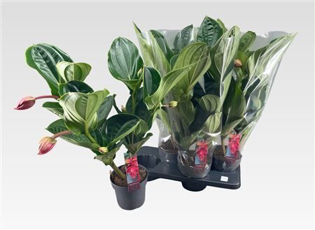 Medinilla Magnifica 5 Knop