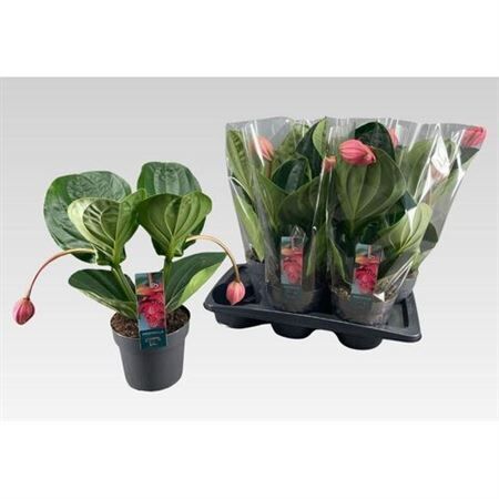 Medinilla Magnifica Flamenco 2 Knop