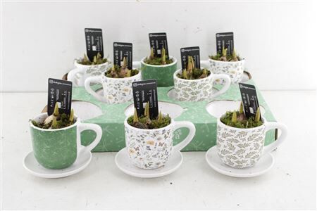 Arr4 Muscari Rn1516 - Ker. Cups Min